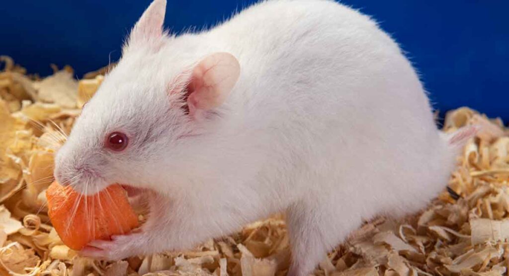 Albino Hamster Health