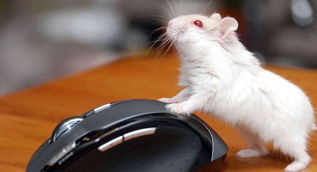Albino Hamster Unexpected Information About White Hamsters