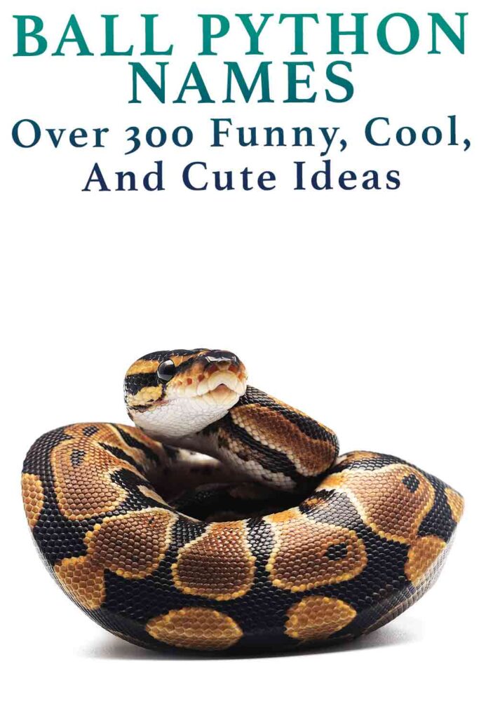 Ball Python Names - Over 300 Funny, Cool, And Cute Ideas