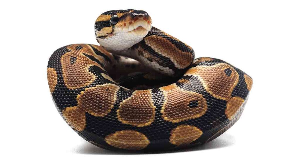 cute ball python with hat