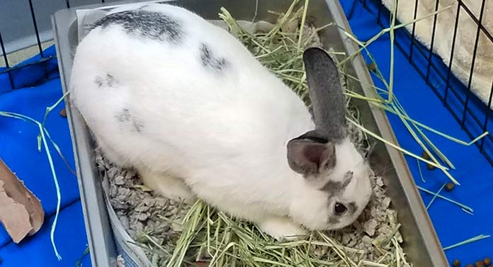 rabbit scratching bottom of cage