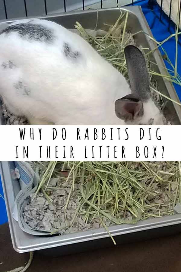 why do rabbits dig in their litter box