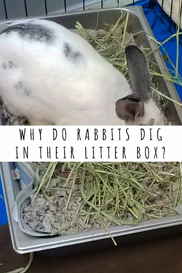 Why Do Rabbits Dig In Their Litter Box And Make A Big Mess?