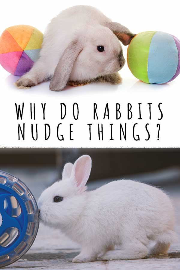 Why Do Rabbits Nudge Things? Unlocking The Secrets Of Nose Bonking