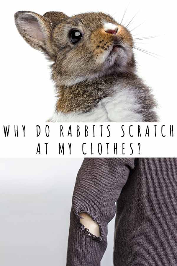 why do rabbits scratch at my clothes?