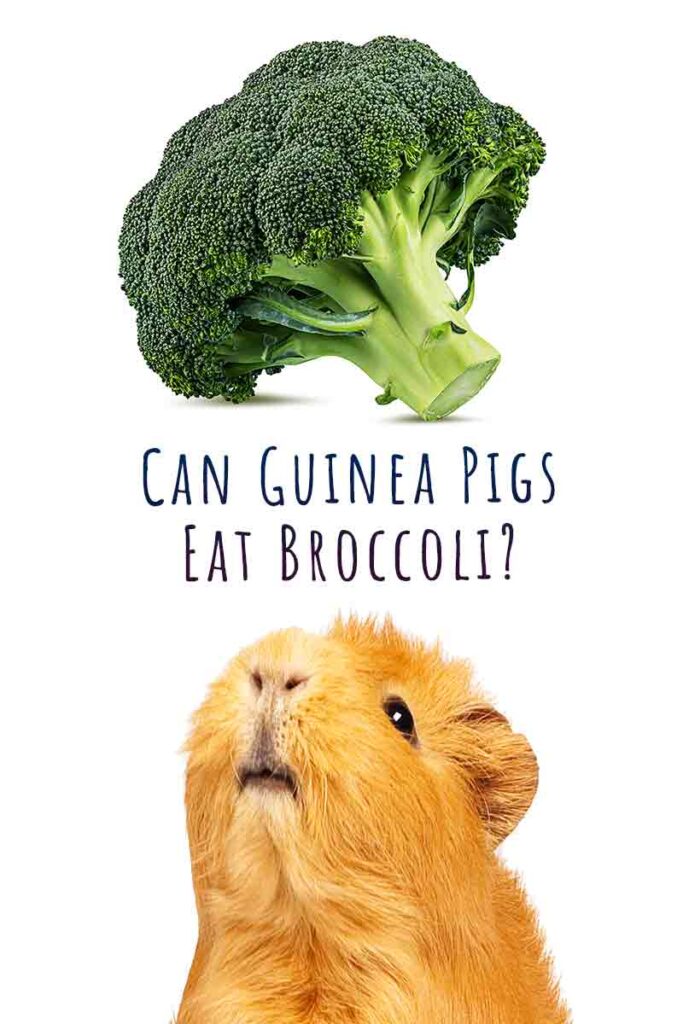 broccoli for guinea pigs