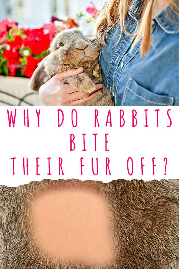 Why Do Rabbits Bite Their Fur Off? Explaining Bunny Barbering