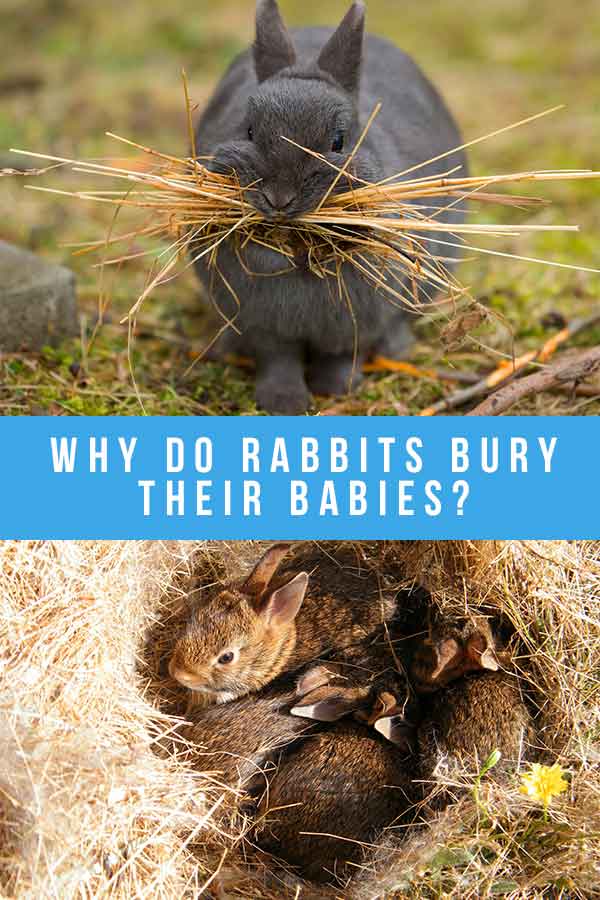 why do rabbits bury their babies