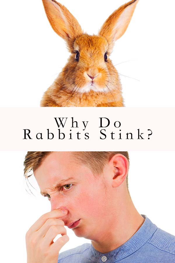 why do rabbits stink