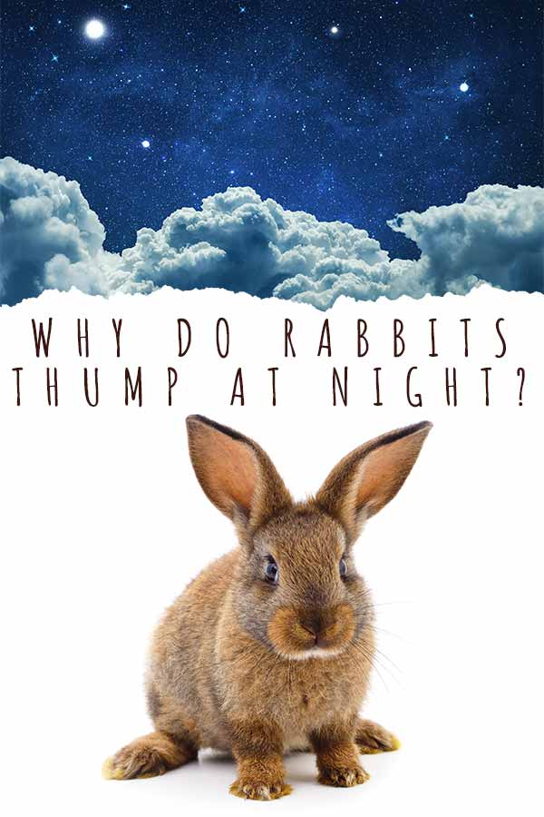 why do rabbits thump at night