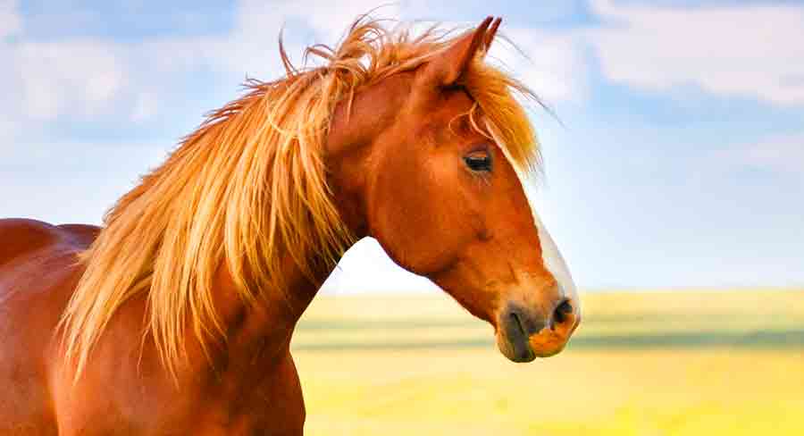 light brown horse names female