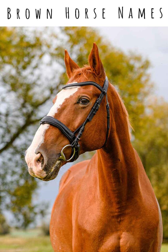 Brown Horse Names 200 Ideas For Bay, Brown And Chestnut Horses