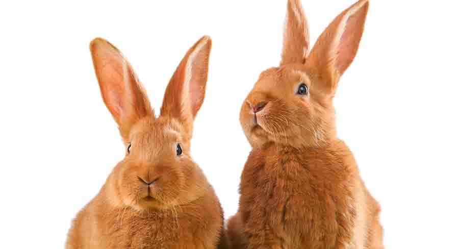 cute brown rabbits