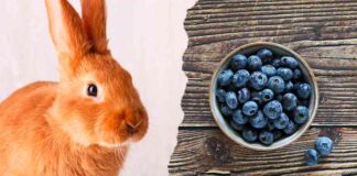 can rabbits eat bluerberries