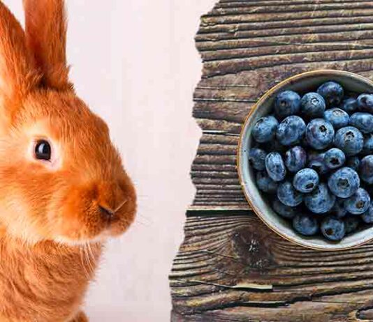 can rabbits eat bluerberries