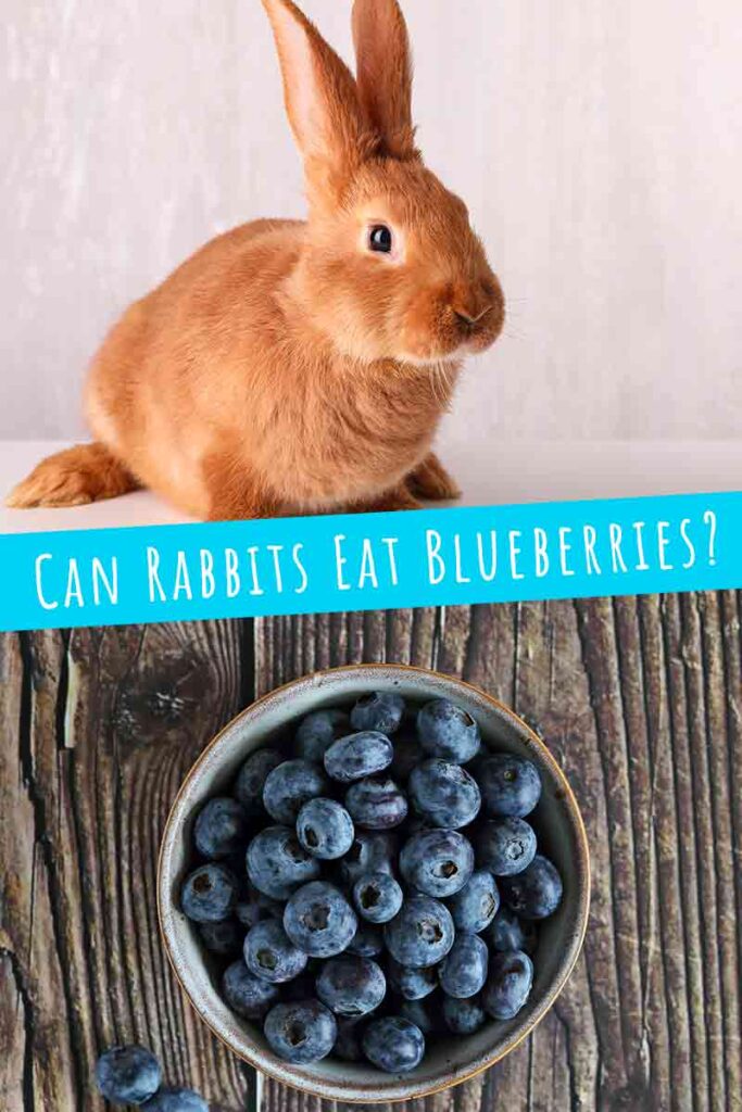 Can Rabbits Eat Blueberries? A Guide To Fresh And Frozen Blueberries