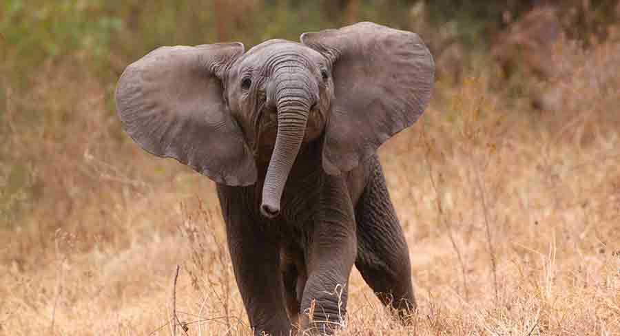 Elephant Names - Over 250 Irresistible Ideas For Pachyderms