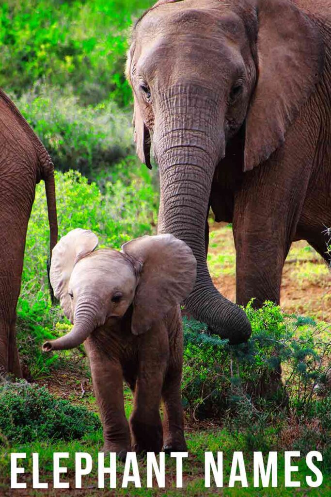 Elephant Names - Over 250 Irresistible Ideas For Pachyderms