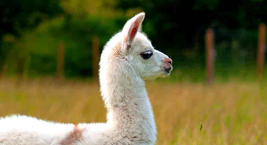 funny looking llama