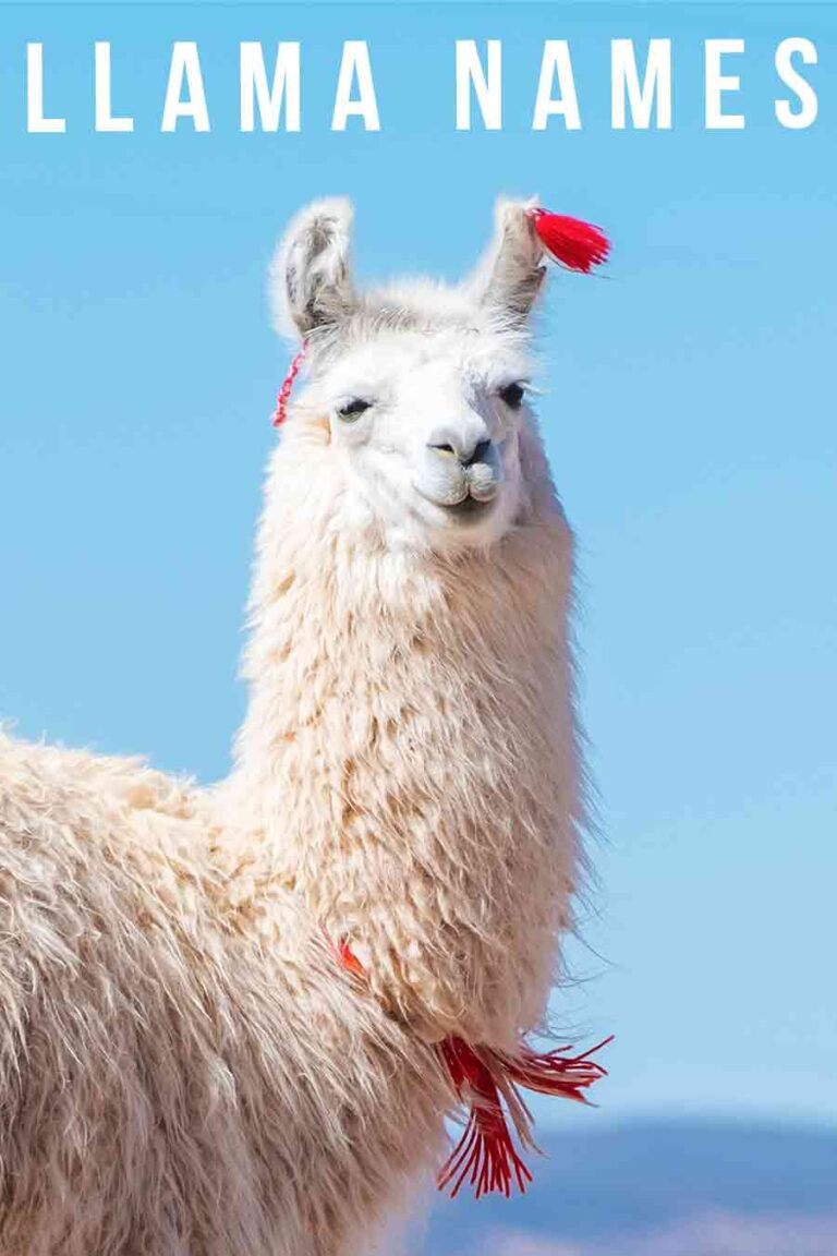 Llama Names - Over 250 Cute, Funny, And Cool Names For Your Pack