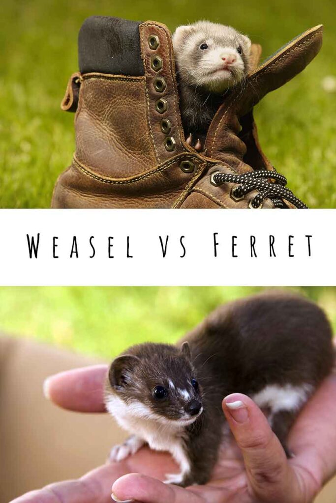 weasel vs ferret