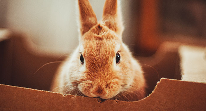 bunny chewing on metal cage