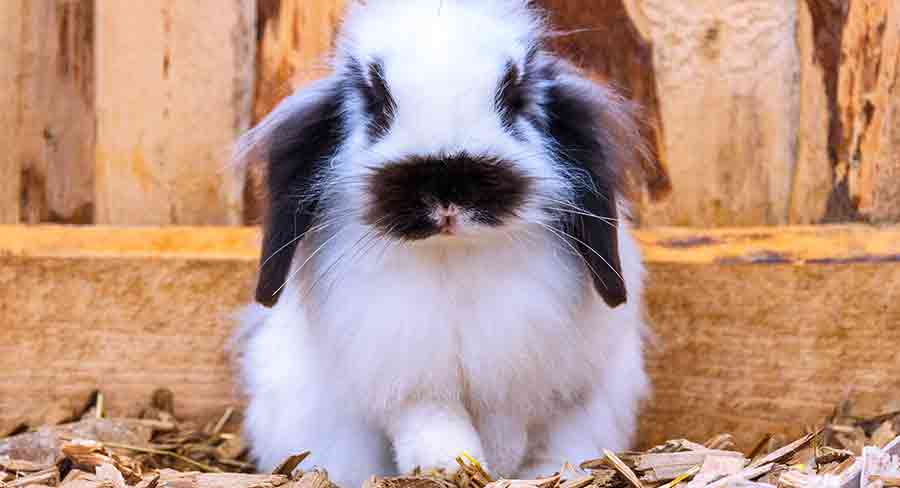 lionhead rabbit black and white