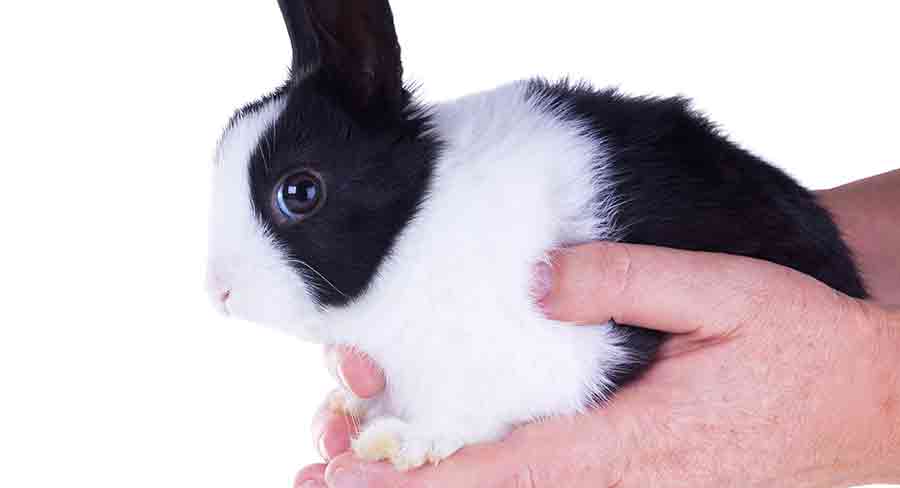 lionhead rabbit black and white