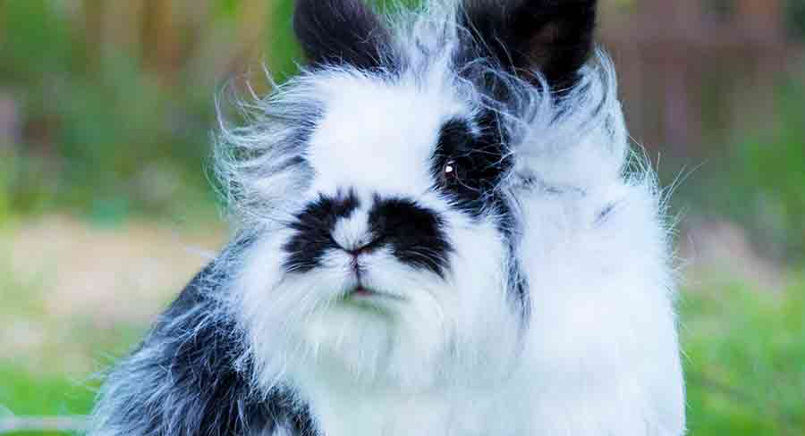 lionhead rabbit black and white