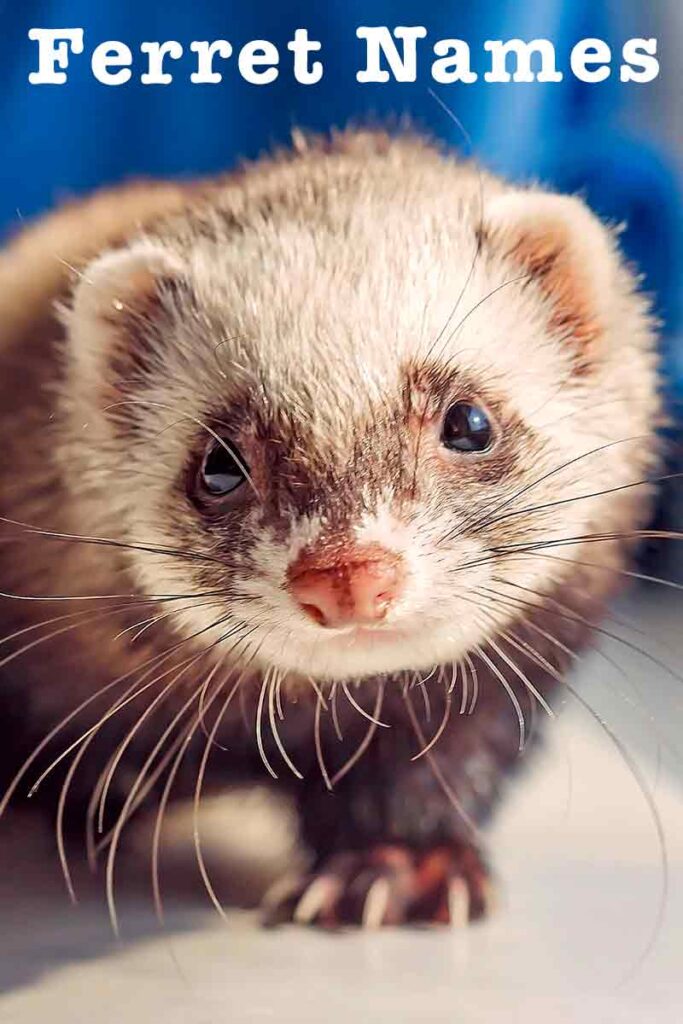 Ferret Names Over 250 of the Best Names For Ferrets