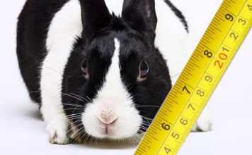 how big do dutch rabbits get