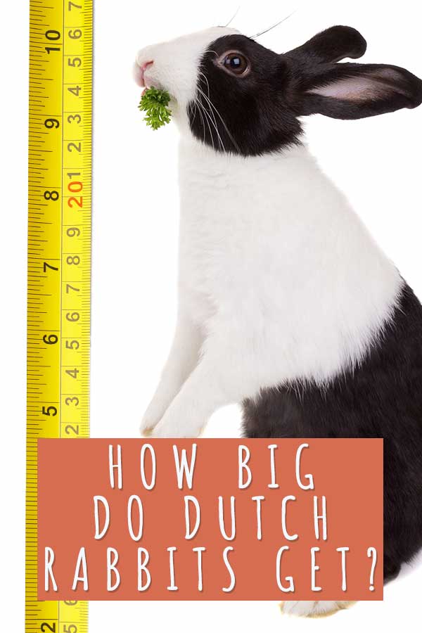 how big do dutch rabbits get