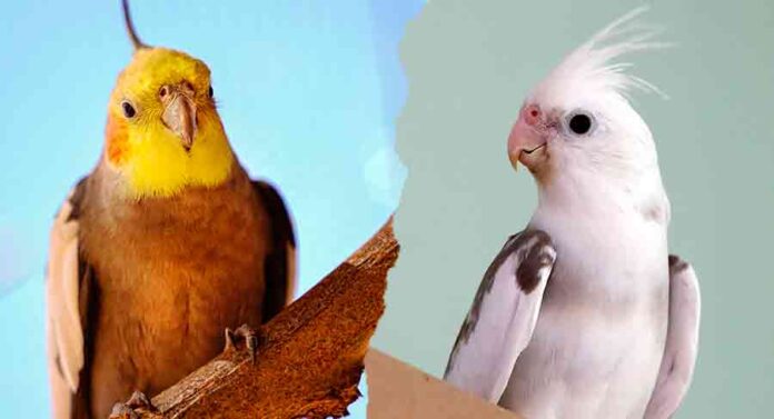 types of cockatiels