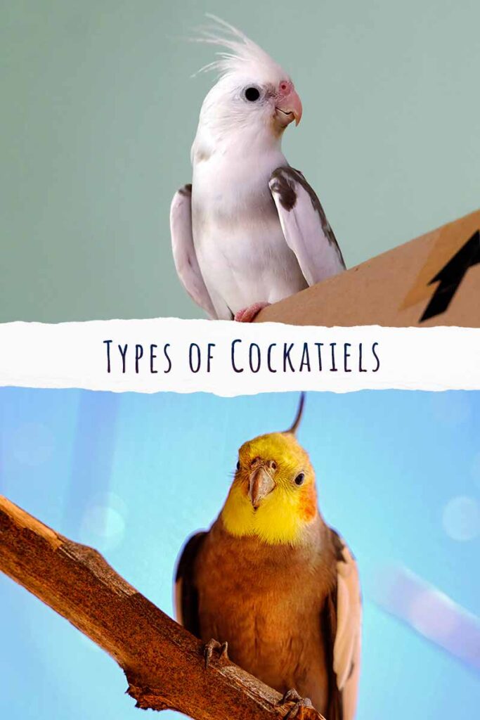 types of cockatiels