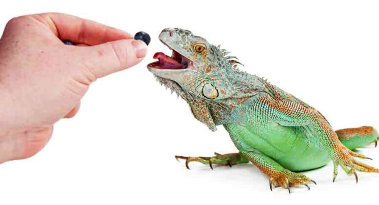 What Do Lizards Eat? Safe Insects And Plants For Lizards