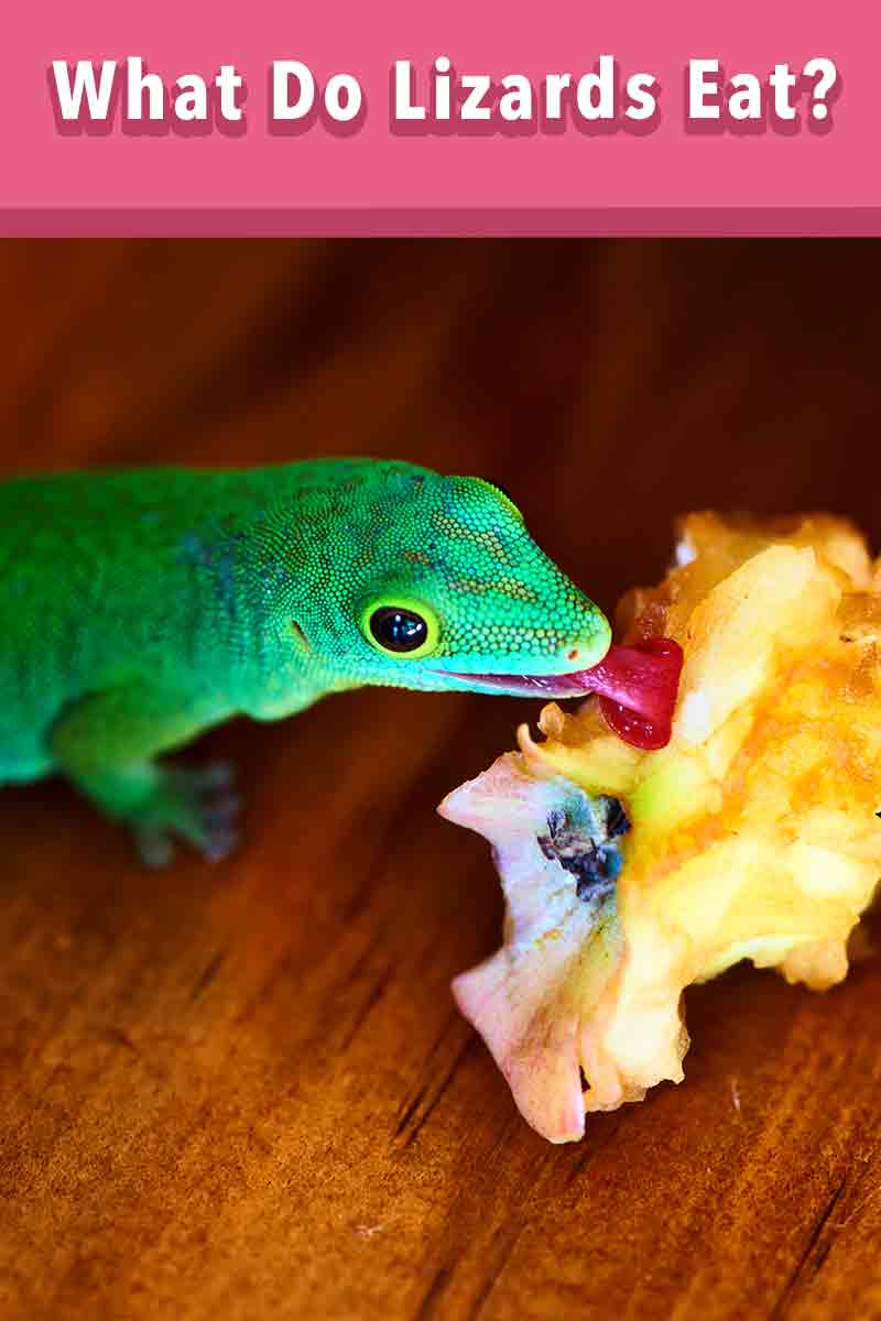 What Do Lizards Eat? Safe Insects And Plants For Lizards