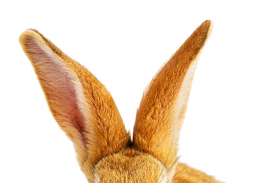 why do rabbits keep turning their ears