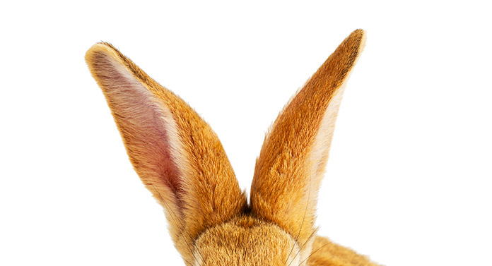 why do rabbits keep turning their ears