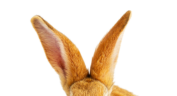 Hare Ears Easter Card Stock Photo - Download Image Now - Easter Bunny,  Easter, Rabbit - Animal - iStock