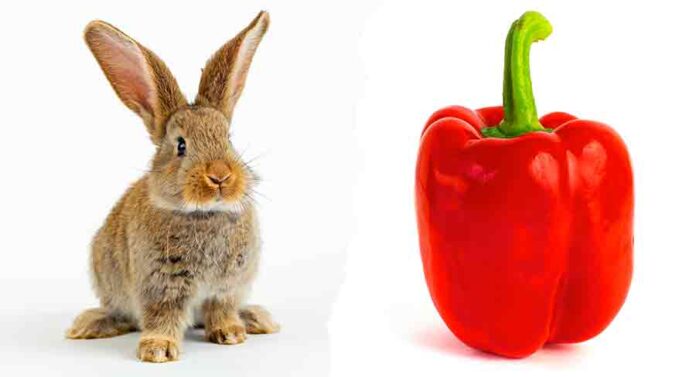 can rabbits eat bell peppers