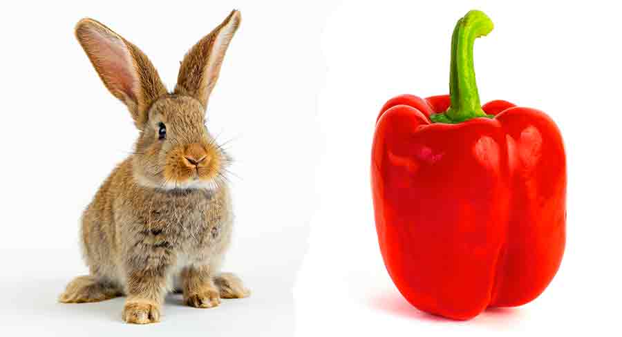 are red and green peppers bad for dogs