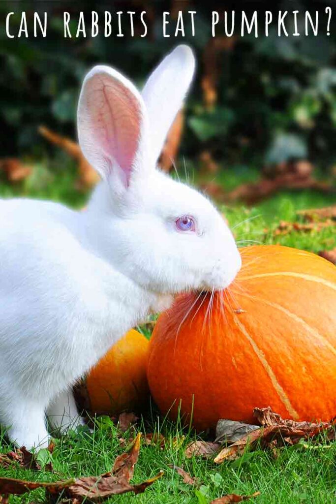 Can Rabbits Eat Pumpkin? A Complete Guide To Rabbits And Pumpkin