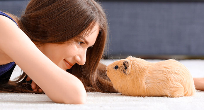 How To Hold A Guinea Pig For The First Time Top Tips For