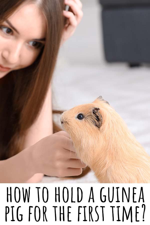 how to hold a guinea pig for the first time