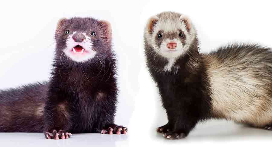 weasel vs ferret vs mink