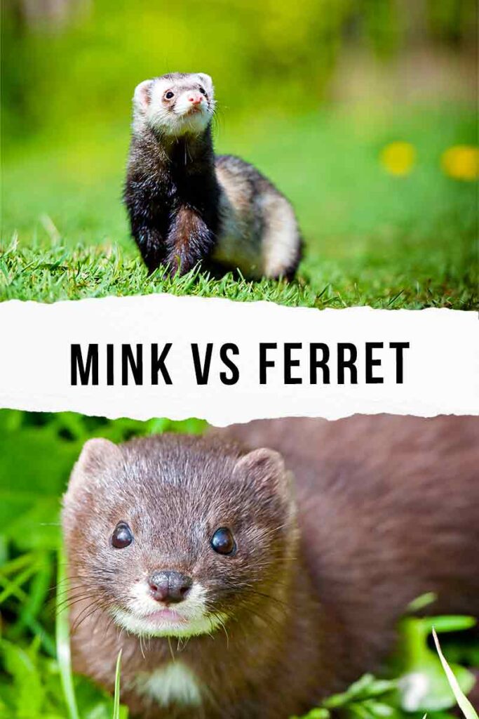 mink vs ferret