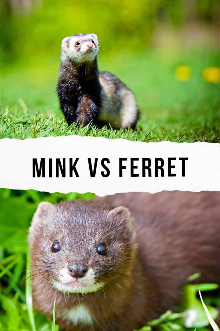 Mink vs Ferret - A Closer Look At The Differences And Similarities