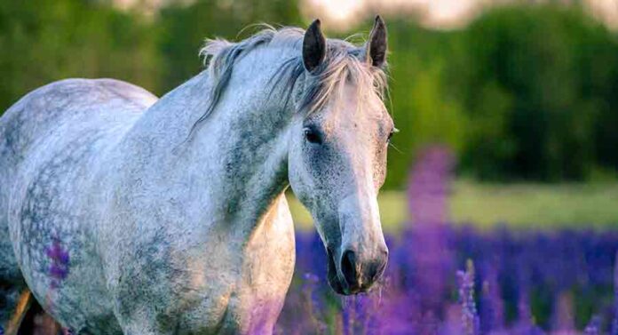 grey horse names