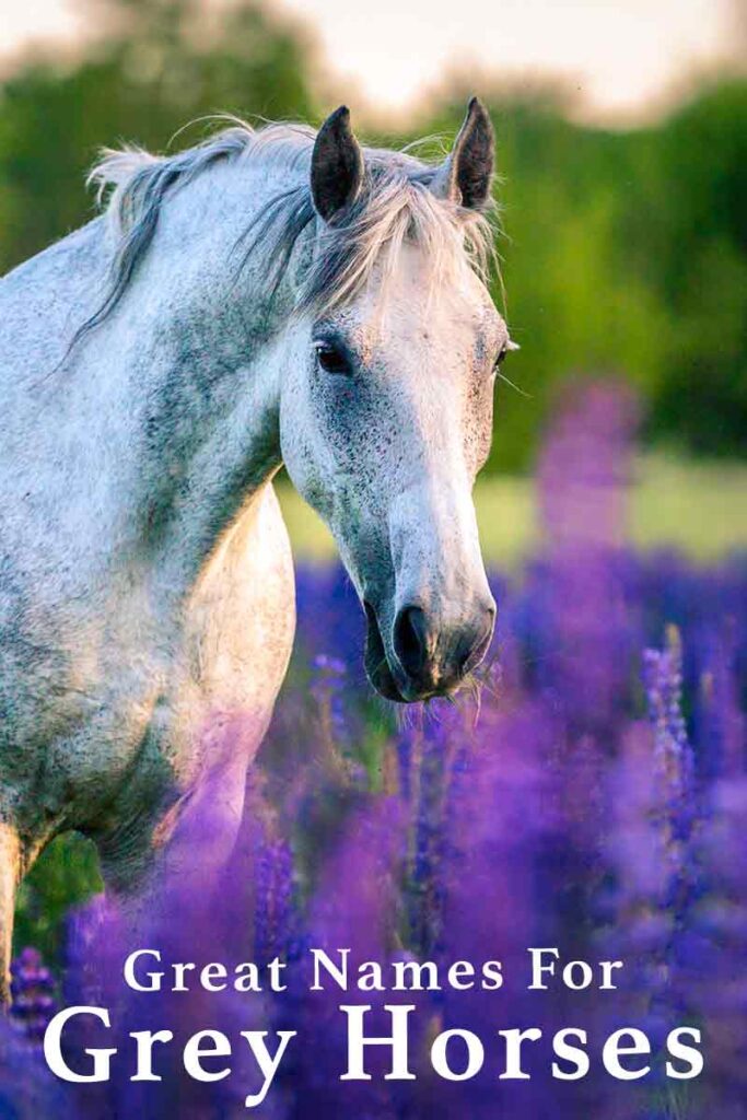 Grey Horse Names - Over 160 Ideas For Beautiful Grey Horses