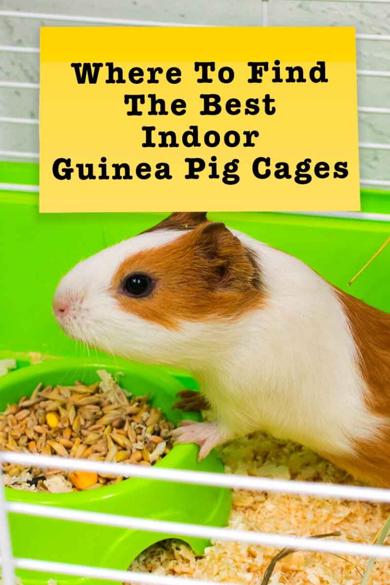 Guinea Pig Cage Size Guide The Best Indoor Guinea Pig Cages